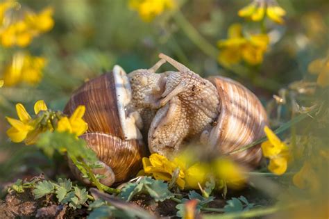 8 Animals With Bizarre and Sometimes Terrifying Mating Rituals – Animal Encyclopedia