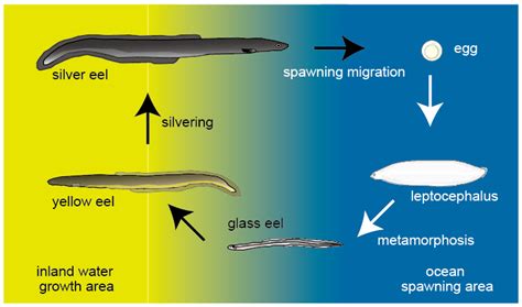 Eel Migration