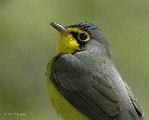 Discover the Canada Warbler - Nature Canada