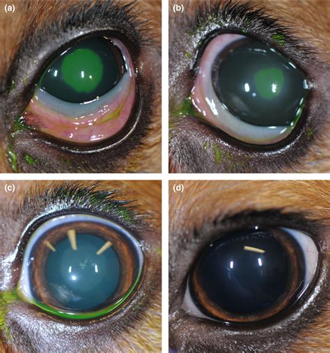 Effects of topical hyaluronic acid on corneal wound healing in dogs: a ...