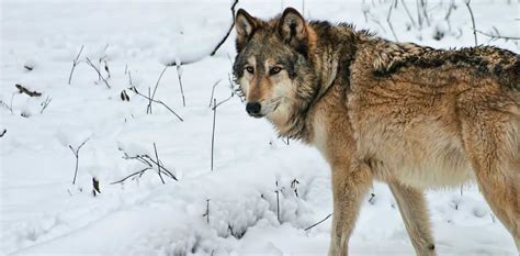 18 Facts About Timber Wolf - Facts.net