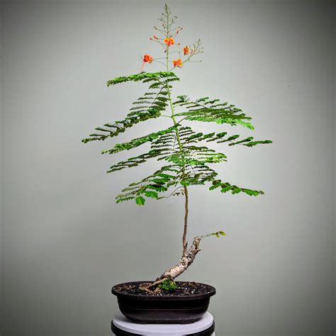 Bonsai Flame Tree - cruiseimage