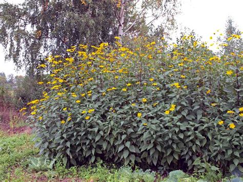 Jerusalem Artichoke Native Range - SAM Vegetable