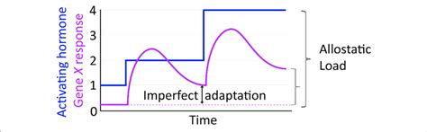 | The allostatic load concept illustrated in relation to an idealized ...