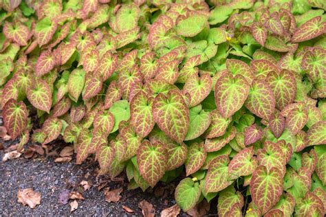 9 Fascinating Facts About Epimedium - Facts.net