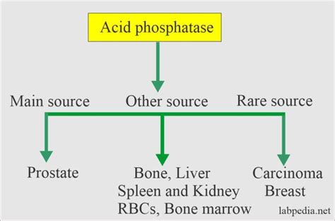 Acid Phosphatase (AP), Total and Prostatic Acid Phosphatase – Labpedia.net