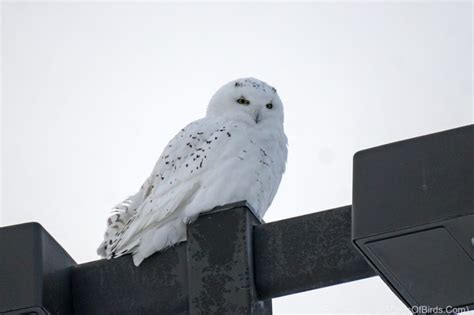 Next Wave of Snowy Owls now Arriving! | 365 Days of Birds