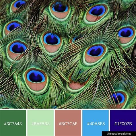 Peacock Feathers Color Palette Inspiration Great for digital art and brand colors. | Nature ...