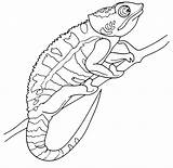 Chameleon Coloring Pages  Best For Kids sketch template