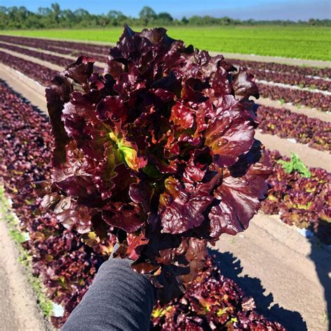 Red Leaf Lettuce - Lady Moon Farms: Certified Organic, Soil-Grown Produce