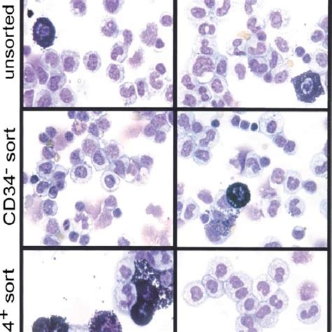 Expression of murine CD34 antigen by connective tissue-type mast cells... | Download Scientific ...