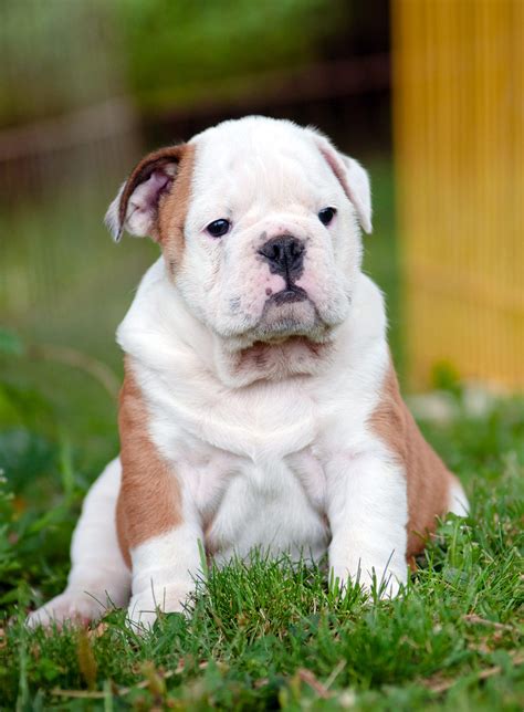 Finding The Best Food For English Bulldog Puppies