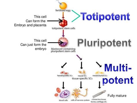 Stem cell & it's types