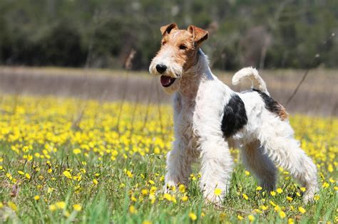 wire hair fox terrier puppies - Puppy And Pets