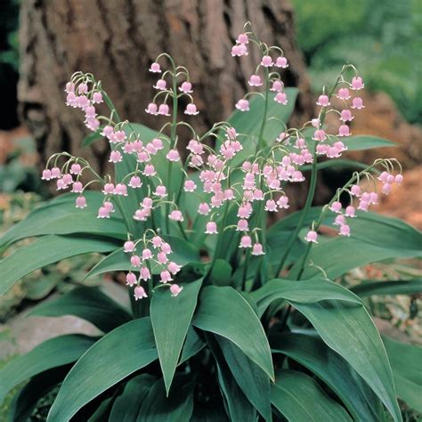 Rare Pink Lily of the Valley 5 Pips (Roots) - Great in Shade! - Walmart.com