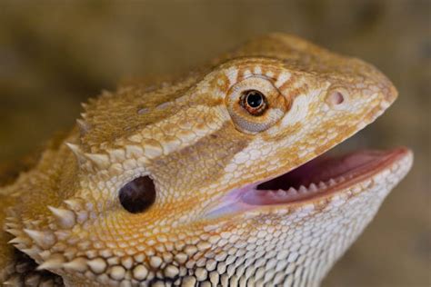 Bearded Dragon Teeth Stock Photos, Pictures & Royalty-Free Images - iStock