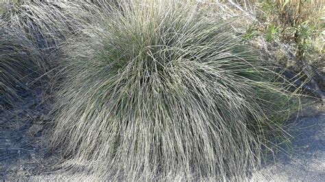 Deergrass (Muhlenbergia Rigens) Flower, Leaf, Care, Uses, 47% OFF