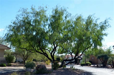 10 Beautiful, Native Trees for the Southwest - Ramblings from a Desert Garden