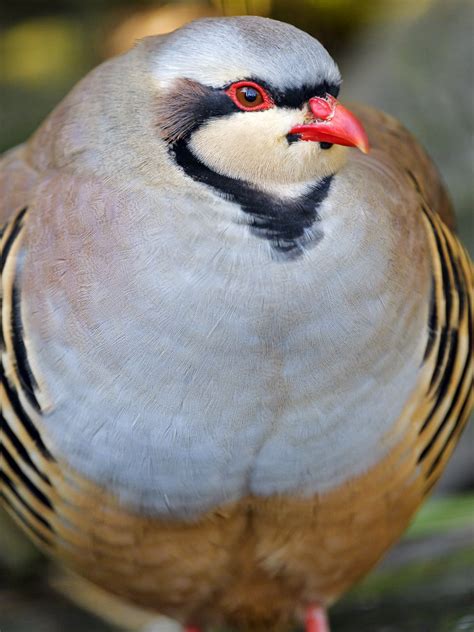 Chunky Chukar partridge | Portrait of a Chukar partridge whi… | Flickr