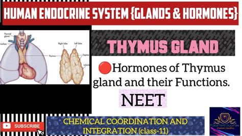 Thymus Gland | Hormones and Function | Tricks | Chemical coordination and integration #neet # ...