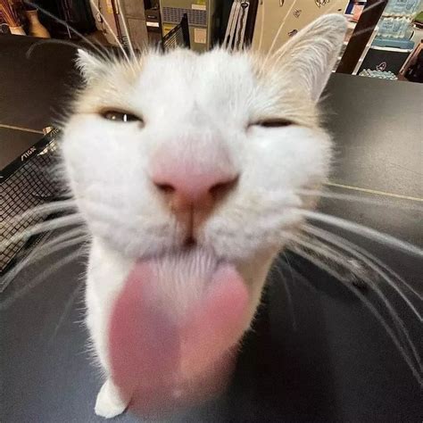 a white cat sticking its tongue out with it's tongue hanging out to the ...