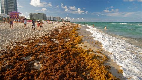 Shared post - Giant blob of seaweed seen from orbit