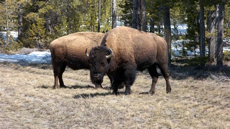 Exchange student gored by bison in Yellowstone Park