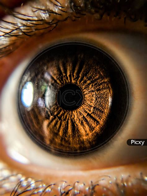 Image of Macro eye-IU334497-Picxy