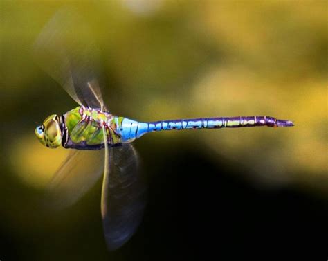 Green Darner Dragonfly - Learn About Nature