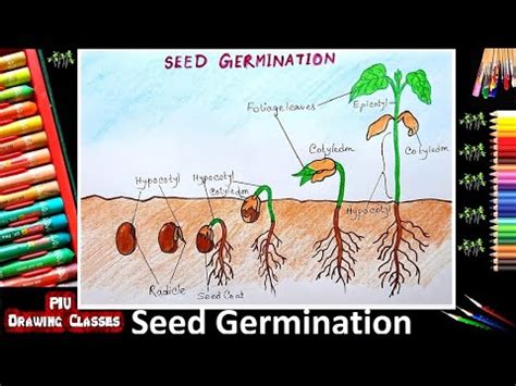 How To Draw Germination Of Seed Diagram | Step By Step | Plant Growth ...