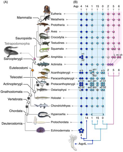 Evolutionary Distribution of Deuterostome Classical Aquaporins. (A ...