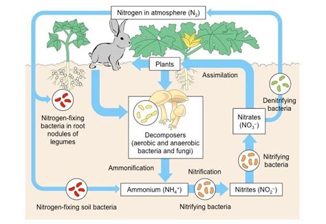 Nitrogen Cycle - Microbiology Notes