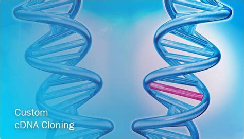 cDNA Clones: R&D Systems