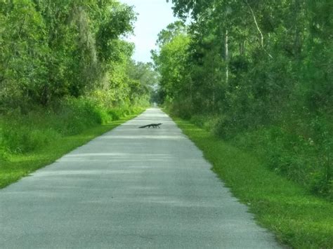 Wildlife Viewing on the Van Fleet State Trail | Florida State Parks