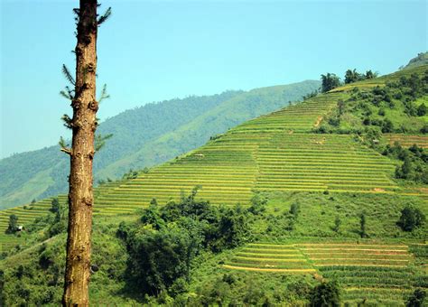 Sapa rice terraces, Hoi An Sapa Travel Photos, Images & Pictures of Sapa Vietnam - Easy Tour China