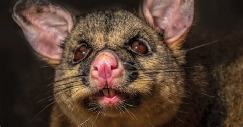 Possum Teeth: Everything You Need to Know - A-Z Animals