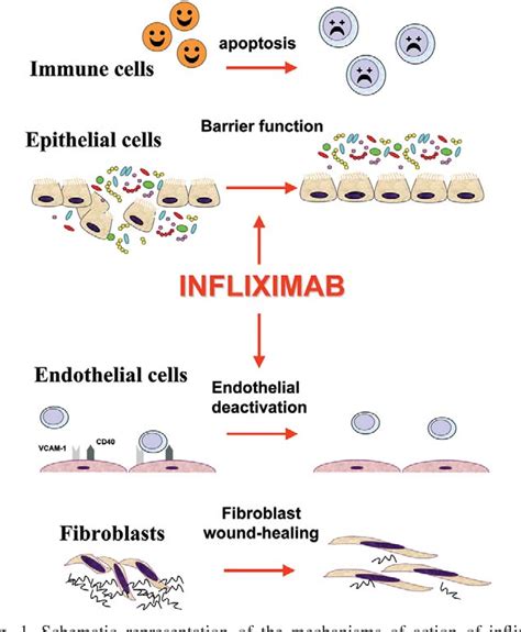 Mechanisms of action of infliximab in inflammatory bowel disease: an anti-inflammatory ...