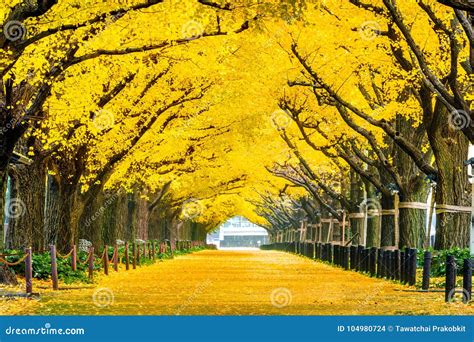 Ginkgo Tree Stock Image | CartoonDealer.com #25651255