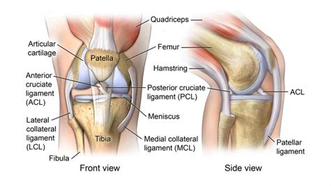 Anatomia do Joelho | Clínica do Joelho