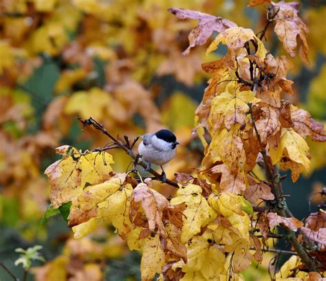 Fall Bird Feeding Tips – Chirp Nature Center