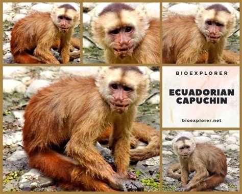 Ecuadorian Capuchin Characteristics | Cebus Aequatorialis Facts | BioExplorer