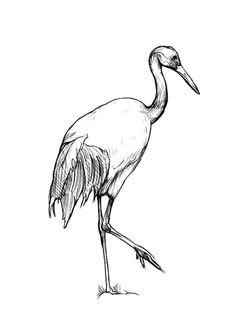 Chinese Crane Drawing at GetDrawings | Free download