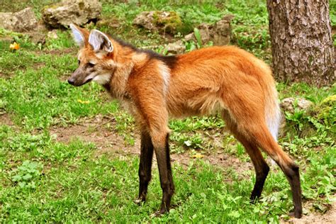 Manu Pets: Tudo sobre o lobo-guará!