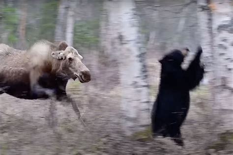 Watch: Bear takes down adult moose in dramatic, semi-submerged hunt | Predator vs Prey | Earth ...