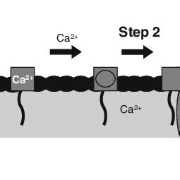 Mechanism of action of daptomycin [48]. Reprinted with permission .... | Download Scientific Diagram