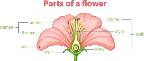 Parts of a Flower and Functions: Flower Anatomy