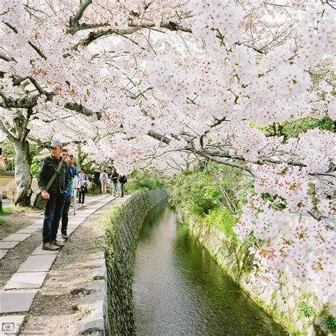 Cherry Blossoms, Philosopher’s Path, Kyoto, Japan | Norbert Woehnl Photography