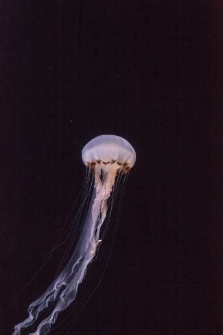 Atlantic Sea Nettle Jellyfish, Chrysaora Quinquecirrha Photographic Print by steffstarr at ...