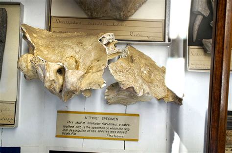 Smilodon fatalis – Florida Vertebrate Fossils