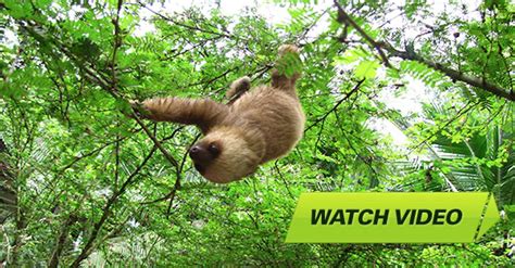 [Caught On Camera] Baby Sloth Rescued After Falling From A Tree! | LittleThings.com